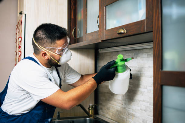 Best Local Pest Control Services  in Rockville, MN
