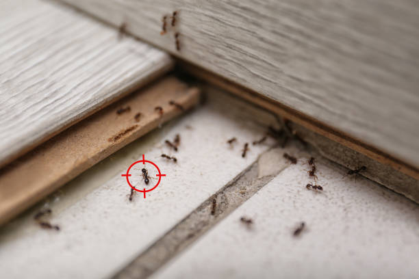 Best Commercial Pest Control Services  in Rockville, MN