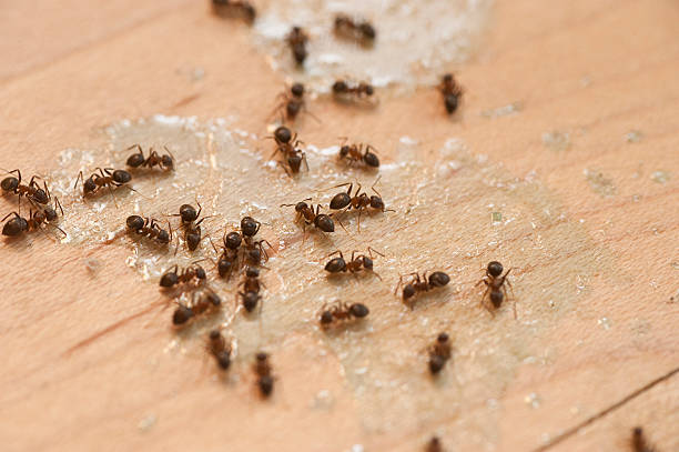 Best Bed Bug Extermination  in Rockville, MN